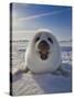 Harp Seal Pup on Ice, Iles De La Madeleine, Canada, Quebec-Keren Su-Stretched Canvas