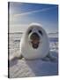 Harp Seal Pup on Ice, Iles De La Madeleine, Canada, Quebec-Keren Su-Stretched Canvas