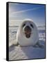Harp Seal Pup on Ice, Iles De La Madeleine, Canada, Quebec-Keren Su-Framed Stretched Canvas