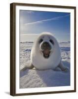 Harp Seal Pup on Ice, Iles De La Madeleine, Canada, Quebec-Keren Su-Framed Premium Photographic Print