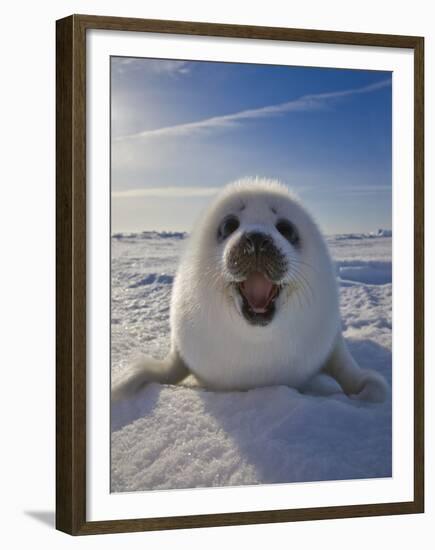 Harp Seal Pup on Ice, Iles De La Madeleine, Canada, Quebec-Keren Su-Framed Premium Photographic Print