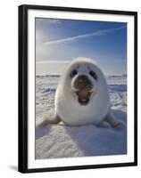 Harp Seal Pup on Ice, Iles De La Madeleine, Canada, Quebec-Keren Su-Framed Premium Photographic Print