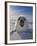 Harp Seal Pup on Ice, Iles De La Madeleine, Canada, Quebec-Keren Su-Framed Premium Photographic Print