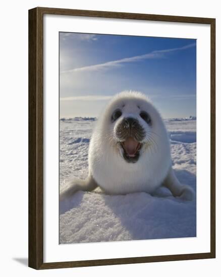Harp Seal Pup on Ice, Iles De La Madeleine, Canada, Quebec-Keren Su-Framed Premium Photographic Print