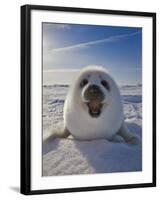 Harp Seal Pup on Ice, Iles De La Madeleine, Canada, Quebec-Keren Su-Framed Premium Photographic Print