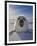 Harp Seal Pup on Ice, Iles De La Madeleine, Canada, Quebec-Keren Su-Framed Premium Photographic Print