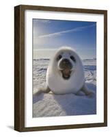 Harp Seal Pup on Ice, Iles De La Madeleine, Canada, Quebec-Keren Su-Framed Photographic Print