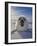 Harp Seal Pup on Ice, Iles De La Madeleine, Canada, Quebec-Keren Su-Framed Photographic Print