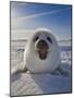 Harp Seal Pup on Ice, Iles De La Madeleine, Canada, Quebec-Keren Su-Mounted Photographic Print