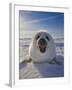 Harp Seal Pup on Ice, Iles De La Madeleine, Canada, Quebec-Keren Su-Framed Photographic Print