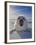 Harp Seal Pup on Ice, Iles De La Madeleine, Canada, Quebec-Keren Su-Framed Photographic Print