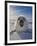 Harp Seal Pup on Ice, Iles De La Madeleine, Canada, Quebec-Keren Su-Framed Photographic Print