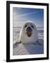 Harp Seal Pup on Ice, Iles De La Madeleine, Canada, Quebec-Keren Su-Framed Photographic Print