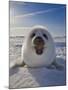 Harp Seal Pup on Ice, Iles De La Madeleine, Canada, Quebec-Keren Su-Mounted Photographic Print