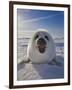 Harp Seal Pup on Ice, Iles De La Madeleine, Canada, Quebec-Keren Su-Framed Photographic Print