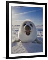 Harp Seal Pup on Ice, Iles De La Madeleine, Canada, Quebec-Keren Su-Framed Photographic Print