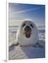 Harp Seal Pup on Ice, Iles De La Madeleine, Canada, Quebec-Keren Su-Framed Photographic Print