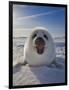 Harp Seal Pup on Ice, Iles De La Madeleine, Canada, Quebec-Keren Su-Framed Photographic Print