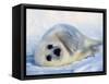 Harp Seal Pup on its Side-John Conrad-Framed Stretched Canvas