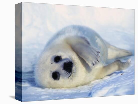 Harp Seal Pup on its Side-John Conrad-Stretched Canvas