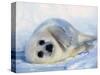 Harp Seal Pup on its Side-John Conrad-Stretched Canvas