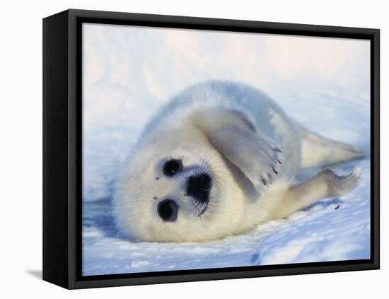 Harp Seal Pup on its Side-John Conrad-Framed Stretched Canvas