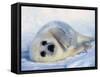 Harp Seal Pup on its Side-John Conrad-Framed Stretched Canvas