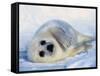 Harp Seal Pup on its Side-John Conrad-Framed Stretched Canvas