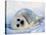 Harp Seal Pup on its Side-John Conrad-Stretched Canvas