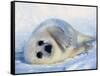 Harp Seal Pup on its Side-John Conrad-Framed Stretched Canvas