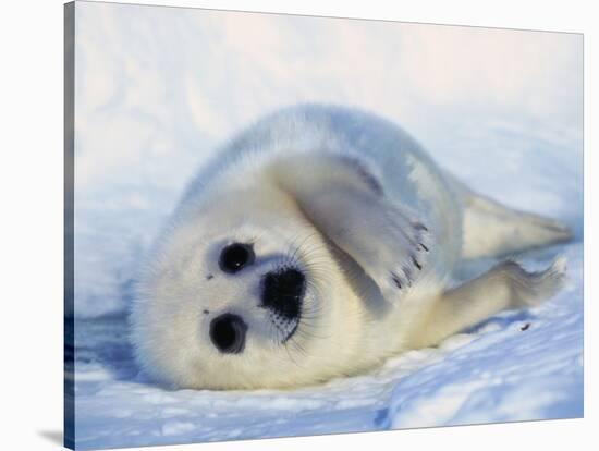 Harp Seal Pup on its Side-John Conrad-Stretched Canvas