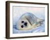 Harp Seal Pup on its Side-John Conrad-Framed Premium Photographic Print