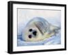 Harp Seal Pup on its Side-John Conrad-Framed Premium Photographic Print