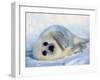 Harp Seal Pup on its Side-John Conrad-Framed Premium Photographic Print