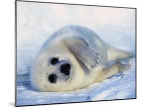 Harp Seal Pup on its Side-John Conrad-Mounted Premium Photographic Print