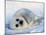 Harp Seal Pup on its Side-John Conrad-Mounted Premium Photographic Print