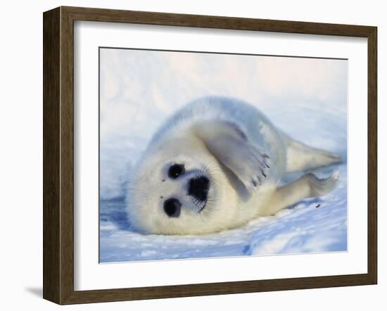 Harp Seal Pup on its Side-John Conrad-Framed Photographic Print