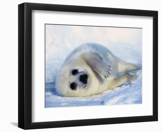 Harp Seal Pup on its Side-John Conrad-Framed Photographic Print