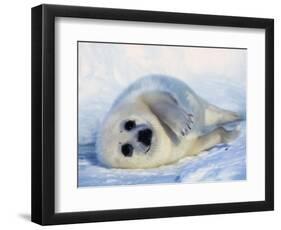 Harp Seal Pup on its Side-John Conrad-Framed Photographic Print