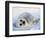 Harp Seal Pup on its Side-John Conrad-Framed Photographic Print