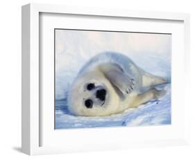 Harp Seal Pup on its Side-John Conrad-Framed Photographic Print