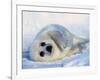 Harp Seal Pup on its Side-John Conrad-Framed Photographic Print