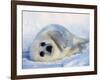 Harp Seal Pup on its Side-John Conrad-Framed Photographic Print