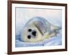 Harp Seal Pup on its Side-John Conrad-Framed Photographic Print