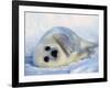 Harp Seal Pup on its Side-John Conrad-Framed Photographic Print