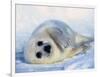 Harp Seal Pup on its Side-John Conrad-Framed Photographic Print