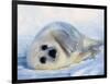 Harp Seal Pup on its Side-John Conrad-Framed Photographic Print