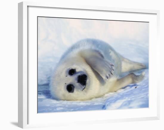 Harp Seal Pup on its Side-John Conrad-Framed Photographic Print