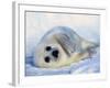 Harp Seal Pup on its Side-John Conrad-Framed Photographic Print