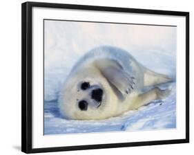 Harp Seal Pup on its Side-John Conrad-Framed Photographic Print